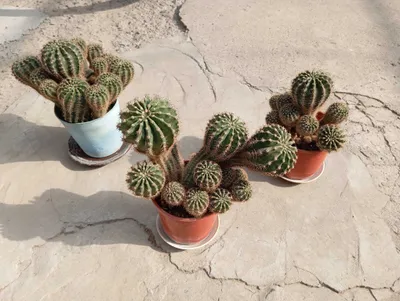 Кактус 3 тувакда Андижон шахарда