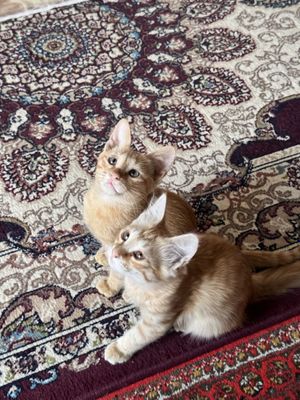 Кошки продаются, Самарканд