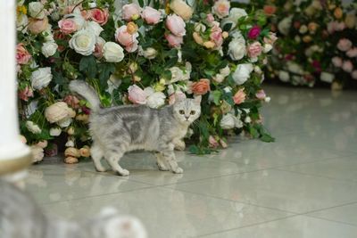 Продаётся мрамор скотиш страйт девочка