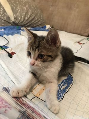 Отдаем котенка