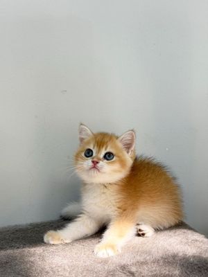 Британский золотая шинишилла