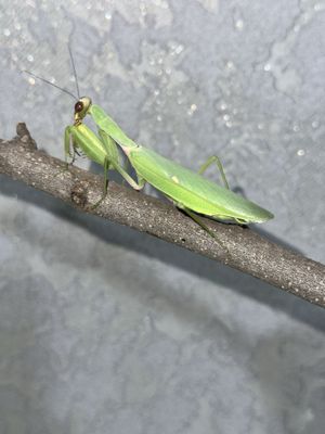 Продаётся богомол (Mantis religiosa)