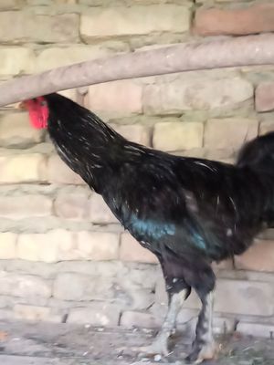 Продаются петух и цыплята