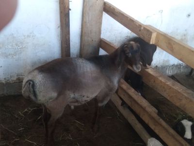 Qõchqor sotiladu