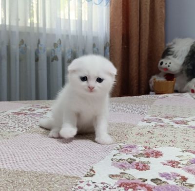 Шотландские вислоухие котята