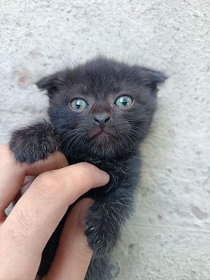 Scottish fold mushugi sotiladi