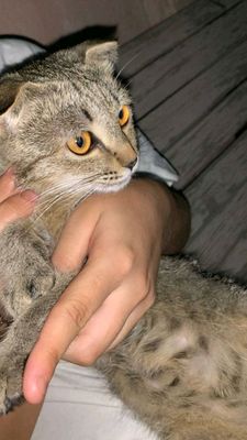 скоттиш фолд 50$ срочно