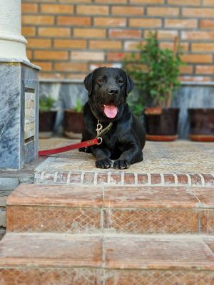 Labrador chisto krovni