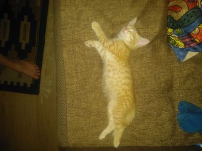Отдам котёночка в добрые заботливые руки