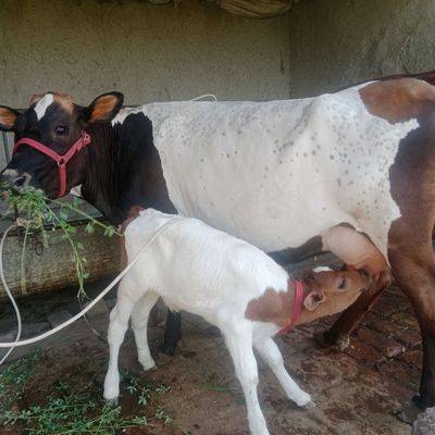 Ona bola sigir sotiladi yeb ichishi zoʻr parodali rasiski 2qorin