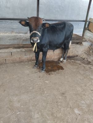 Gibrid va shvet buqacha sotiladi