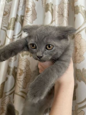 Продам котят скоттиш фолд