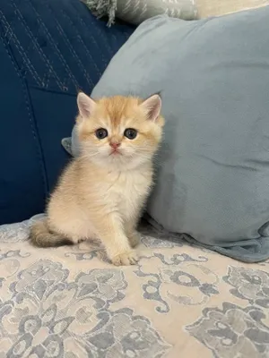 Шиншиллы британские