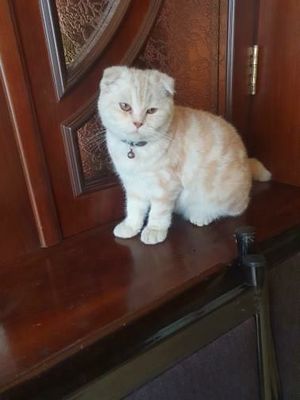скотиш фолд шотладский малчик