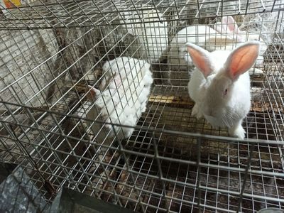 Assalomu alaykum Yangi Zelandiya va Kaliforniya zotli quyonlar sotilad