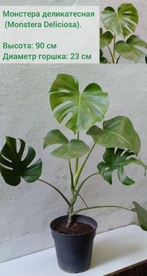 Монстера деликатесная (Monstera Deliciosa). Цветы для дома и офиса