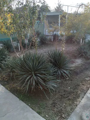 Гуллар юка номли