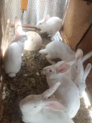 ассалому алейкум куёнларисотилади 3 кг дан 5 кг гача