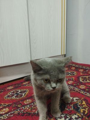 Mushuk zoti maʼlum emas