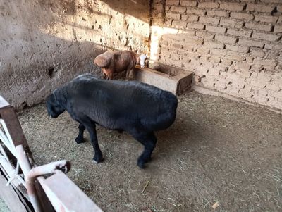 Кучкор сотилади соглом зотдор