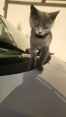 Шотландский кот 50