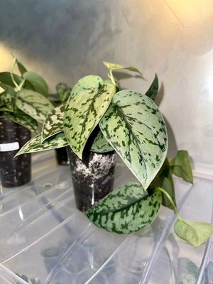 Scindapsus pictus Exotica