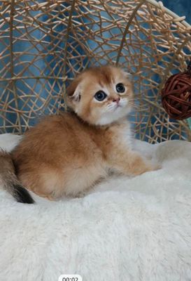 Продаётся чистокровный шотландский котёнок