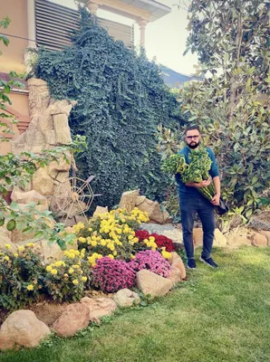 Бамбук Сандериана в продаже