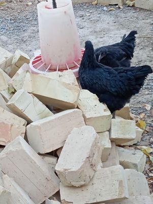 Jersi gigant tovuq xoʻrozlar sotiladi