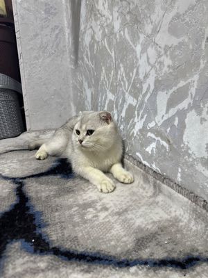 Scottish fold chinchilla mushik sotiladi
