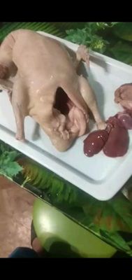 Urdak. Утка домашняя