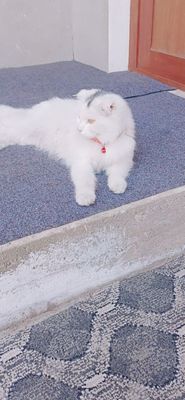 Turetiskiy angora