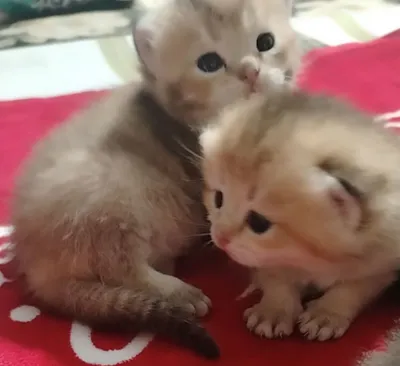 Bronga Mittiyovlar. Optimga ham sotiladi onasi bilan.