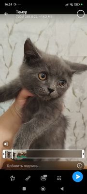 Продаются породистые котята