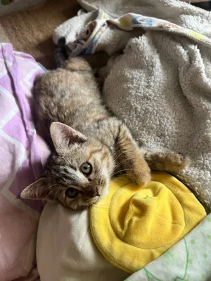 Котята маленькие домашние