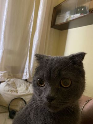 Кот Шотлансткий вислоух