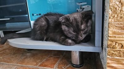 Продаётся Шотландская вислоухая кошечка 1 месяцев