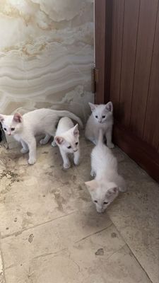 Ассал мушукчалар
