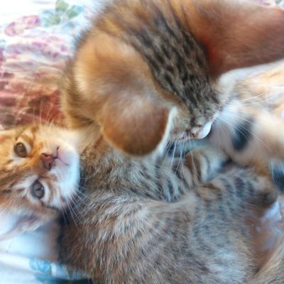 Котята мушукчалар
