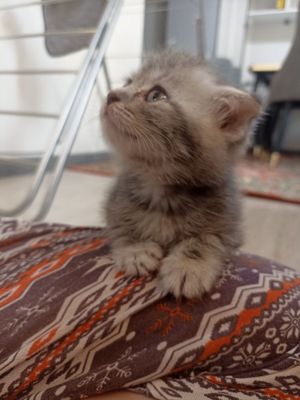 Продаётся котенок , вислоухий британец