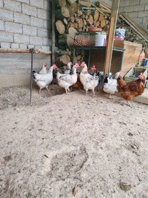 Rassiyski lina adler tovoq sotiladi