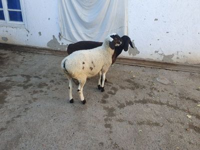 2ta egizak qo'chqorla sotiladi Shofirkonda