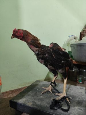 Dakan .Kulangi xoʻroz srochna sotaman