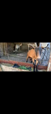 Берём заказ на продукты козье. Махсулотлага заказ оламиз тел клийла ек