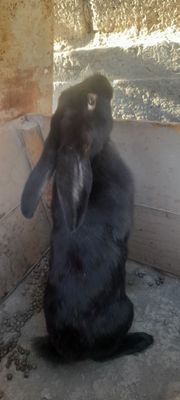 Куён сотилади 5.5 ойлик