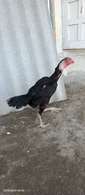 Ганой макиён сотилади