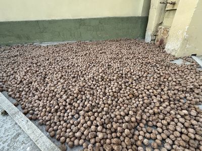 Енгок сотилади. Янги хосил.