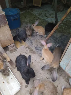 Продаётся кролики