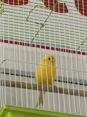 Limon nar kanareyka svestok