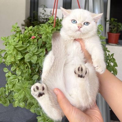 На продаже котенок с окрасом колорной шиншиллы